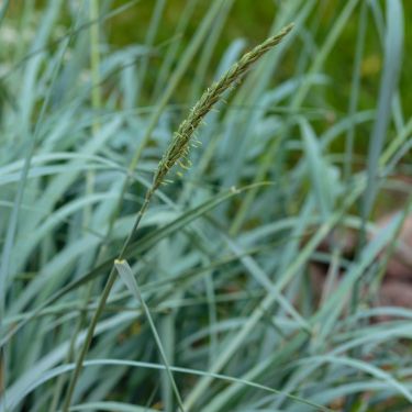 Planter til strandhaven - haven i naturen, naturen i haven